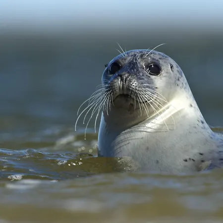 비페리 홀리데이파크